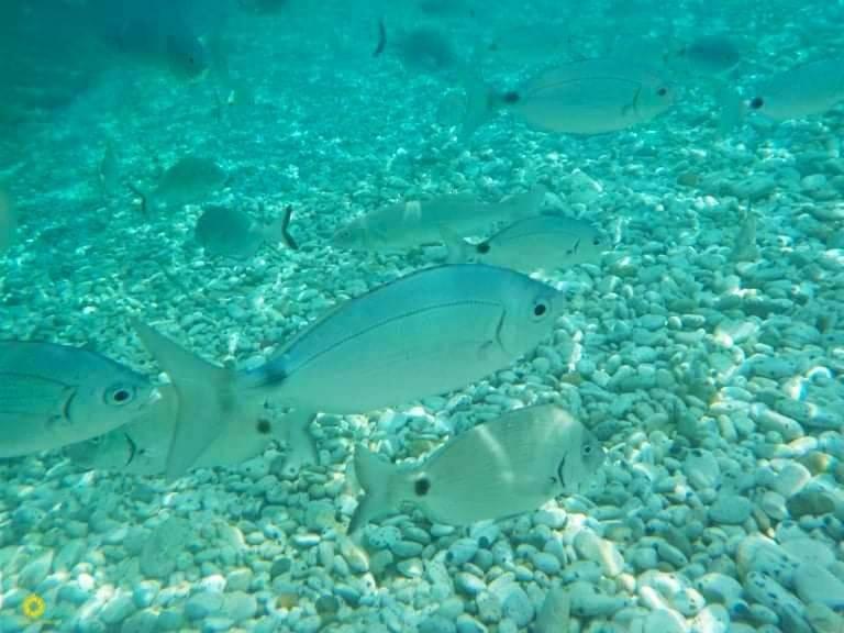 شقة Ghiaie Sea View بورتوفيرّايو المظهر الخارجي الصورة